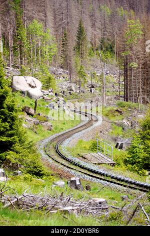 Bahngleise auf dem Weg zum Brocken, Wald mit Rindenkäferwirkung, Walddieback, Harz, Deutschland Stockfoto