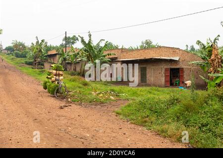 Kabarole / Uganda - 28. Februar 2020: Eine Menge Matoke Bananenpappen, traditionelle ostafrikanische Lebensmittel, gestapelt auf einem Fahrrad entlang einer unbefestigten Straße, Uganda. Stockfoto