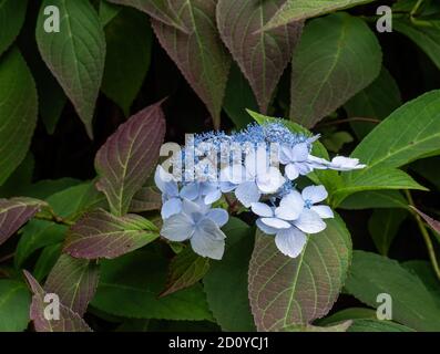 Mit Spitzenmütze und Hortensien in der Nähe. Ein Blumenkopf. Stockfoto