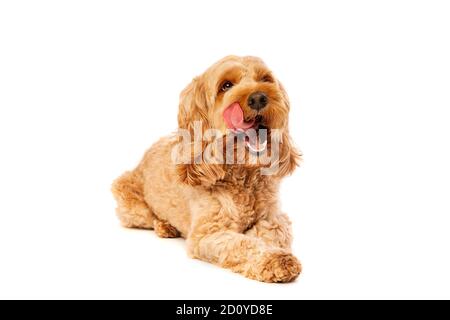 Brauner Kakapoo Hund vor einem weißen Hintergrund Stockfoto