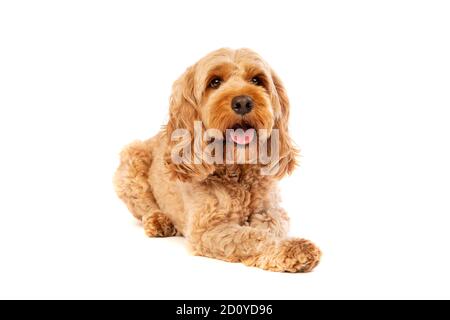 Brauner Kakapoo Hund vor einem weißen Hintergrund Stockfoto