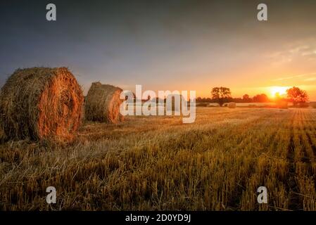 Landschaft eines großen Heufeldes mit zahlreichen Strohballen Stockfoto