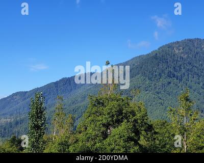 Paddy Felder goldgelb und grün. Landschaft Natur riesige schöne Hügel und lange grüne Bäume herum. Grüne und gelb goldene Farbe Kulturen in Indien Stockfoto