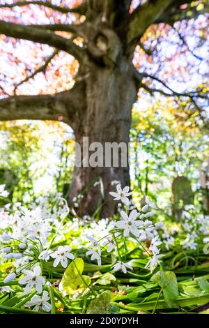 Nahaufnahme Bodenansicht von kleinen weißen Blumen, Neapel Knoblauch, wächst in Wäldern mit außer Fokus großen Baum im Hintergrund hoch über. Stockfoto