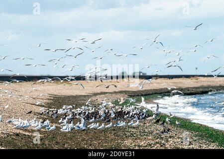 Schar von gemeinen Sandpipers und andere Möwen und Kormorane stehen auf steinigen Strand an der Küste mit viel von ihnen fliegen. Stockfoto