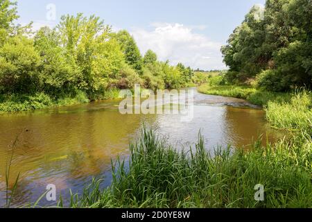 Authentische schöne Sommerlandschaft Birkenhain auf einem klaren sonnigen Tag Stockfoto