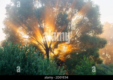 Authentische schöne Sommerlandschaft Birkenhain auf einem klaren sonnigen Tag Stockfoto