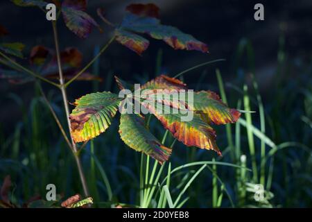 Herbstbild von Rosskastanie Laub bräunen und vergilben in Fallen Stockfoto