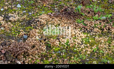 Pilze wachsen auf Waldboden. Stockfoto