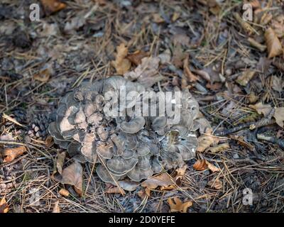 Henne der Waldpilze alias Grifola frondosa. Essbar. Stockfoto