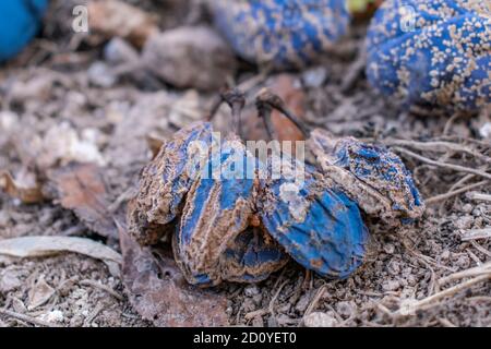 Pflaumen auf dem Boden vom Baum gefallen, Monilia laxa (Monilinia laxa) Befall von Steinobst Stockfoto