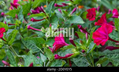 Nahaufnahme von vier Uhr Blume, von Peru bestaunen, Mirabilis jalapa Stockfoto