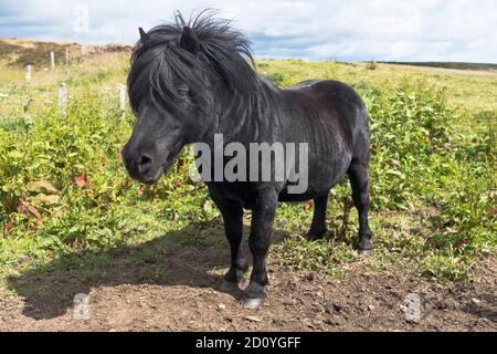 dh PONYS SCHOTTLAND Black Shetland Pony großbritannien Stockfoto