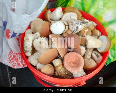 Eimer voll mit verschiedenen essbaren Pilzen Stockfoto