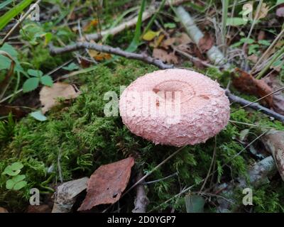 Eine wollige Milchkappe oder bärtige Milchkappe (Lactarius torminosus) Pilz im grünen Mooswald Stockfoto