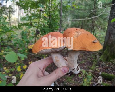 Kaukasische Hand mit zwei zweifachen orangefarbenen Birken-Bolete (Leccinum versipelle) Pilzen. Waldhintergrund Stockfoto