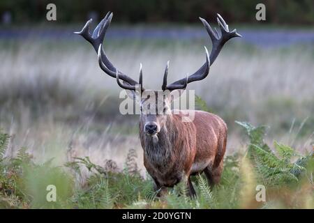 Der Rothirsch ist eine der größten Hirscharten. Der Rothirsch bewohnt den größten Teil Europas Stockfoto