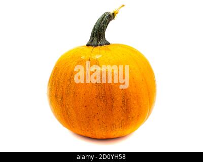 Orange Kürbis isoliert auf weißem Hintergrund Stockfoto