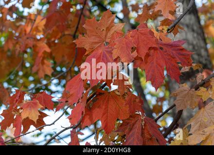 Orange-rote kanadische Ahornblätter auf einem Ast. Nahaufnahme rote Ahornblätter. Selektiver Fokus Stockfoto