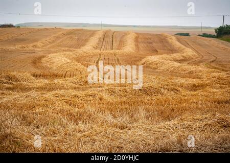 Weizenfeld nach dem Schneiden mit einem Mähdrescher in der Nähe des alten Leuchtturms bei Flamborough Head. Stockfoto