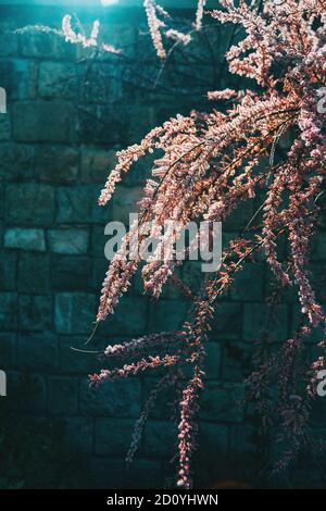 Zweige voller rosa Blüten von tamarix chinensis mit einer Steinmauer Hintergrund Stockfoto