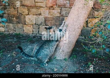 Nahaufnahme einer Katze Kratzen ein Baum in der Natur Stockfoto