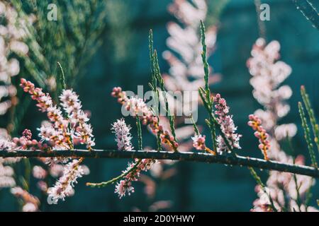 In der Nähe von rosa Blüten und Knospen von tamarix chinensis Aufwachsen auf einem Zweig Stockfoto