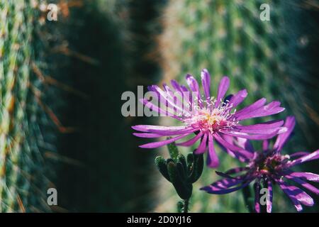 Detail einer offenen lila Blüte von delosperma cooperi in der Wildnis Stockfoto