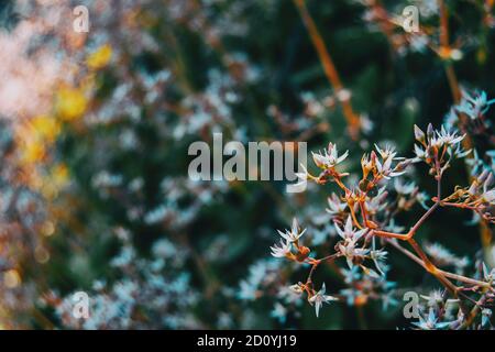 Close-up einige Knospen und Blüten der sedum album mit einer Ameise auf dem Zweig Stockfoto