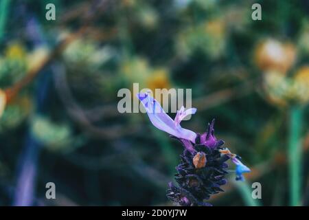 Detail einer violetten Blume von Salvia officinalis in der Natur Stockfoto