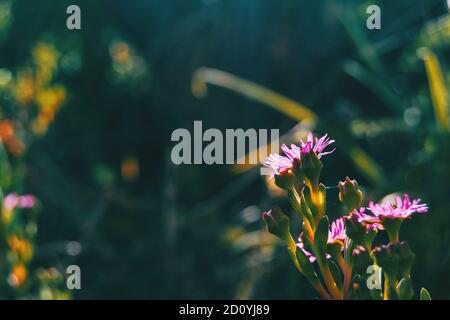 Nahaufnahme von einigen lila Blüten von delosperma cooperi auf ihre Rücken von der Sonne beleuchtet Stockfoto