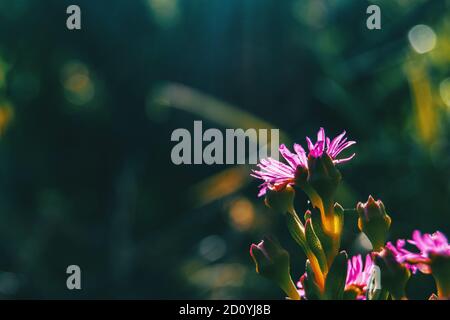 Detail von einigen violetten Blüten von delosperma cooperi auf ihrer Rücken von der Sonne beleuchtet Stockfoto