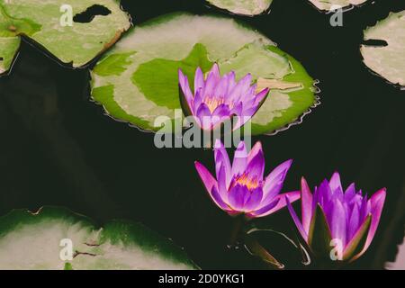 Lila Seerose mit schwimmenden grünen verlassen in einem See Oder Fluss Stockfoto