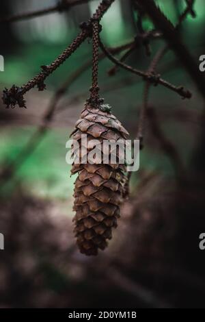 Außen, mittlere Nahaufnahme, Blumen, Frühlingsblumen, Feld, gelb, Rosen, Blatt, Farn, gelbe Blume, Himmel, grün Stockfoto