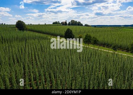 Luftaufnahme von Hopfenfeldern in Bayern, Deutschland Stockfoto