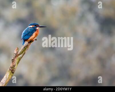 Gewöhnlicher Eisvogel, Der Auf Seinem Barsch Sitzt Stockfoto