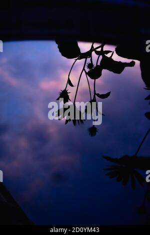 Außen, mittlere Nahaufnahme, Blumen, Frühlingsblumen, Feld, gelb, Rosen, Blatt, Farn, gelbe Blume, Himmel, grün Stockfoto