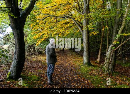 East Lothian, Schottland, Großbritannien, 4. Oktober 2020. UK Wetter: Ein älterer Mann geht durch den Wald in Herbstfarben in Butterdean Wood Stockfoto