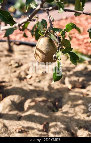 Reife saftige Birnen auf Baumzweig im sonnigen Garten Stockfoto