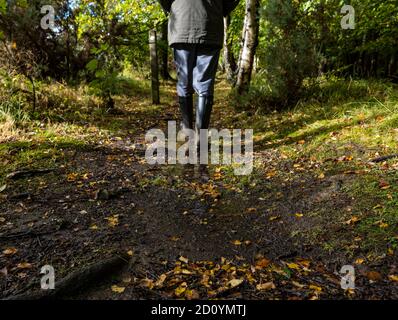 East Lothian, Schottland, Großbritannien, 4. Oktober 2020. UK Wetter: Nach den Auswirkungen von sintflutartigen starken Regen gestern, ein älterer Mann mit Wellington Stiefel Spaziergänge auf einem Fußweg in Butterdean Wood mit Herbstfarbe Stockfoto