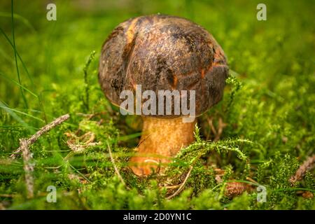 Ein essbarer Steinpilz mit brauner Kappe und gelbem Stamm, der in frischem grünem Moos im Wald wächst. Stockfoto