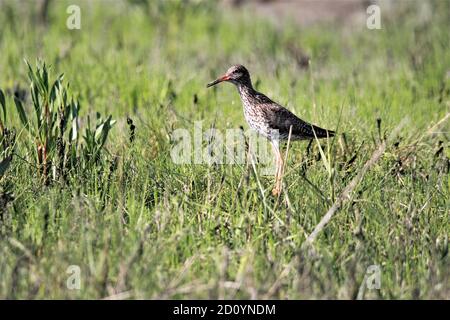 Rotschenkel (Tringa totanus) Auf einem Salzwiesen bei Dangast im Nordwesten Deutschlands Stockfoto