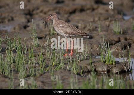 Rotschenkel (Tringa totanus) Auf einem Salzwiesen bei Dangast im Nordwesten Deutschlands Stockfoto