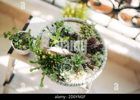 Sortierte Sukkulenten in einem Blumentopf mit Treibholz. Stockfoto