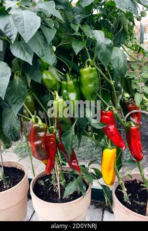 PAPRIKA ROMANO. GEWÄCHSHAUS ANGEBAUT Stockfoto