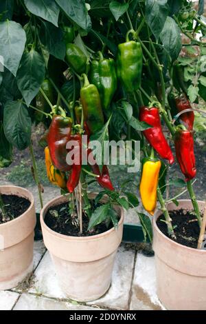 PAPRIKA ROMANO. GEWÄCHSHAUS ANGEBAUT Stockfoto