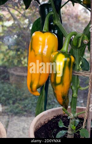 PAPRIKA ROMANO. GEWÄCHSHAUS ANGEBAUT Stockfoto