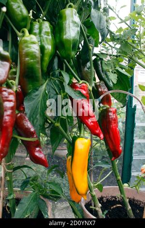 PAPRIKA ROMANO. GEWÄCHSHAUS ANGEBAUT Stockfoto