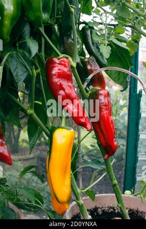 PAPRIKA ROMANO. GEWÄCHSHAUS ANGEBAUT Stockfoto