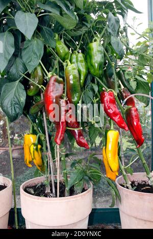 PAPRIKA ROMANO. GEWÄCHSHAUS ANGEBAUT Stockfoto